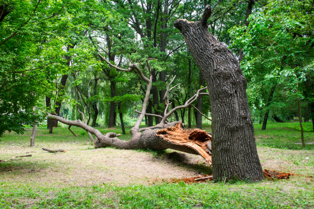 Trusted Liberty Hill, TX Tree Care Experts